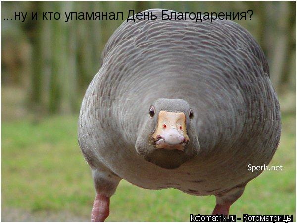 ...ну и кто упамянал День Благодарения?... Котоматрица: ...ну и кто упамянал День Благодарения?