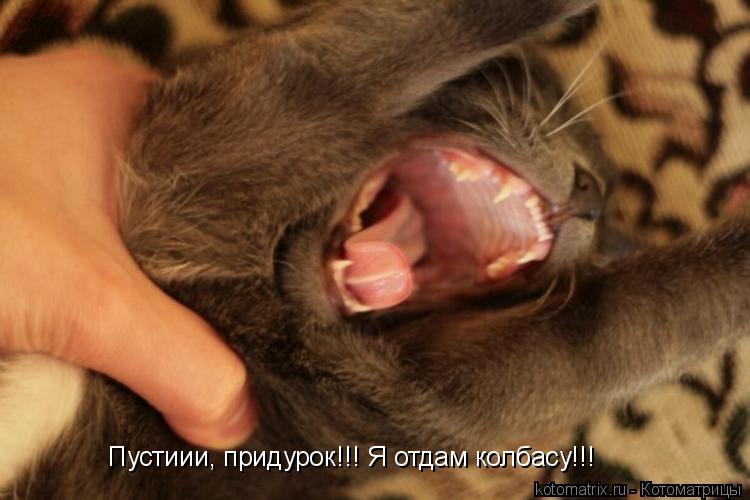Пустиии, придурок!!! Я отдам колбасу!!!... Котоматрица: Пустиии, придурок!!! Я отдам колбасу!!!
