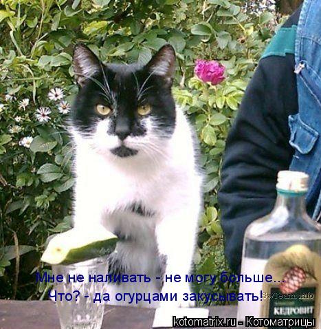 Мне не наливать - не могу больше... Что? - да огурцами закусывать!... Котоматрица: Мне не наливать - не могу больше... Что? - да огурцами закусывать!
