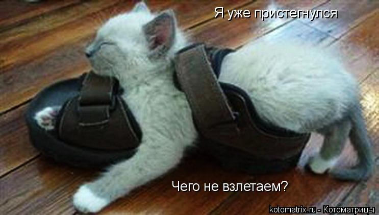 Я уже пристегнулся Чего не взлетаем?... Котоматрица: Я уже пристегнулся Чего не взлетаем?