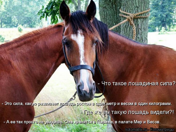 - Что такое лошадиная сила? - Это сила, какую развивает лошадь ростом в один метр и весом в один кило... Котоматрица: - Что такое лошадиная сила? - Это сила, какую развивает лошадь ростом в один метр и весом в один килограмм. - А ее так просто не увидишь. Она хр