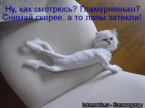 Ну, как смотрюсь? Гламурненько? Снимай скорее, а то лапы затекли!... Котоматрица: Ну, как смотрюсь? Гламурненько? Снимай скорее, а то лапы затекли!
