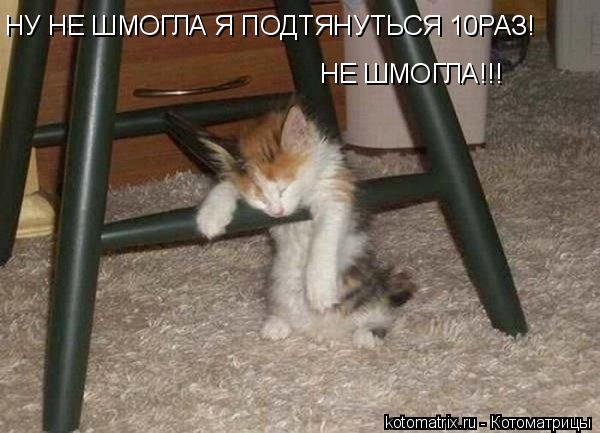 Котоматрица: НЕ ШМОГЛА!!! НУ НЕ ШМОГЛА Я ПОДТЯНУТЬСЯ 10РАЗ!