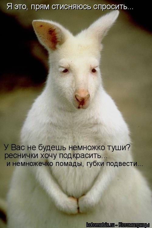 Я это, прям стисняюсь спросить... У Вас не будешь немножко туши? реснички хочу подкрасить... и немнож... Котоматрица: Я это, прям стисняюсь спросить... У Вас не будешь немножко туши? реснички хочу подкрасить... и немножечко помады, губки подвести...