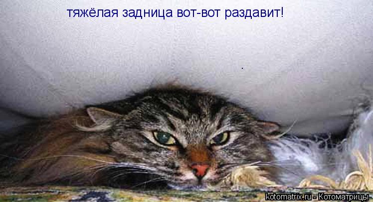 тяжёлая задница вот-вот раздавит! .... Котоматрица: тяжёлая задница вот-вот раздавит! .
