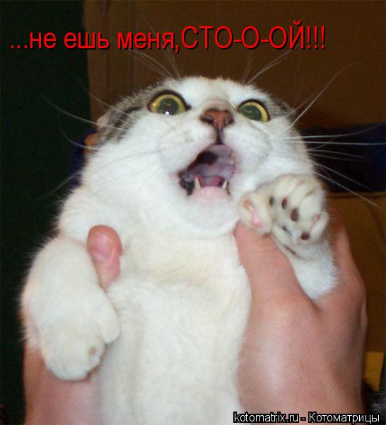 ...не ешь меня,СТО-О-ОЙ!!!... Котоматрица: ...не ешь меня,СТО-О-ОЙ!!!