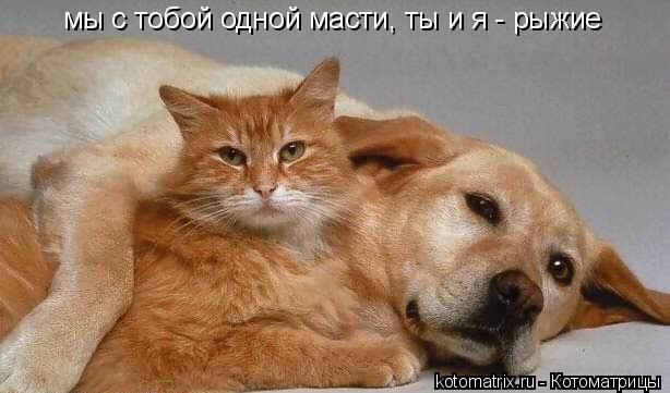мы с тобой одной масти, ты и я - рыжие... Котоматрица: мы с тобой одной масти, ты и я - рыжие