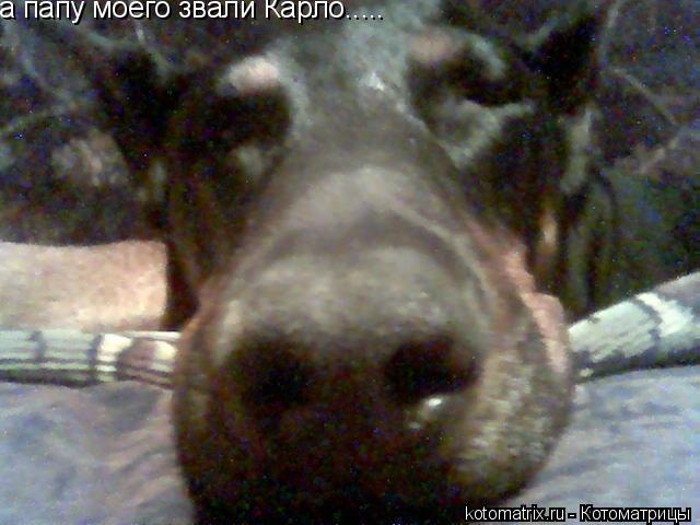 а папу моего звали Карло........ Котоматрица: а папу моего звали Карло.....