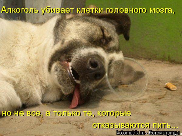 Алкоголь убивает клетки головного мозга, но не все, а только те, которые отказываются пить...... Котоматрица: Алкоголь убивает клетки головного мозга, но не все, а только те, которые отказываются пить...