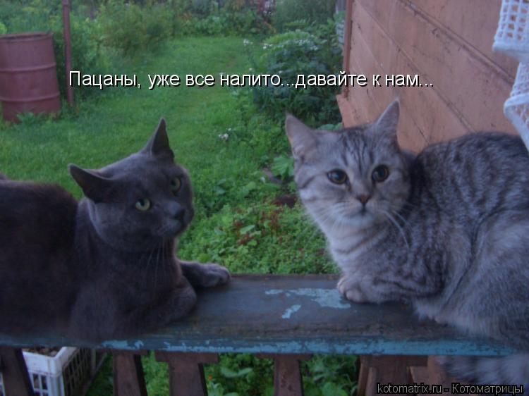 Пацаны, уже все налито...давайте к нам...... Котоматрица: Пацаны, уже все налито...давайте к нам...