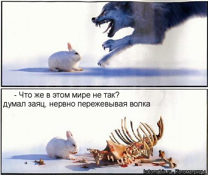 - Что же в этом мире не так? думал заяц, нервно пережевывая волка... Котоматрица: - Что же в этом мире не так? думал заяц, нервно пережевывая волка