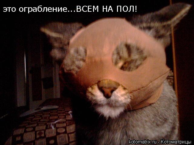 это ограбление...ВСЕМ НА ПОЛ!... Котоматрица: это ограбление...ВСЕМ НА ПОЛ!