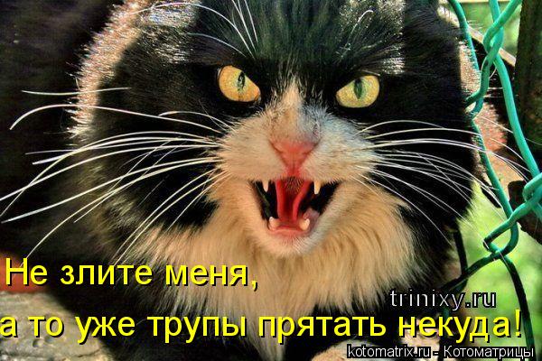 Не злите меня, а то уже трупы прятать некуда!... Котоматрица: Не злите меня, а то уже трупы прятать некуда!
