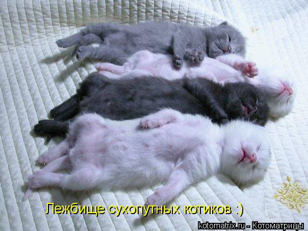 Лежбище сухопутных котиков :)... Котоматрица: Лежбище сухопутных котиков :)