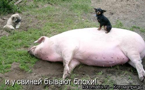 и у свиней бывают блохи!... Котоматрица: и у свиней бывают блохи!