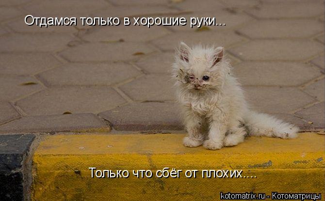 Отдамся только в хорошие руки... Только что сбёг от плохих....... Котоматрица: Отдамся только в хорошие руки... Только что сбёг от плохих....