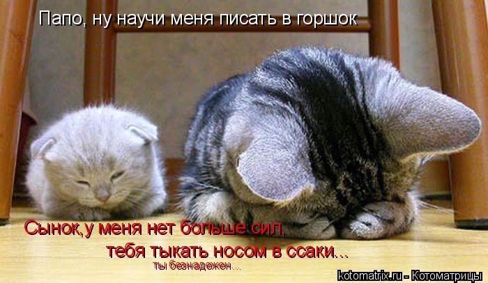 Папо, ну научи меня писать в горшок Сынок,у меня нет больше сил, тебя тыкать носом в ссаки... ты без... Котоматрица: Папо, ну научи меня писать в горшок Сынок,у меня нет больше сил, тебя тыкать носом в ссаки... ты безнадежен...