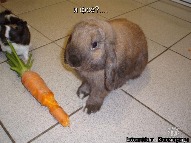 и фсё?....... Котоматрица: и фсё?....