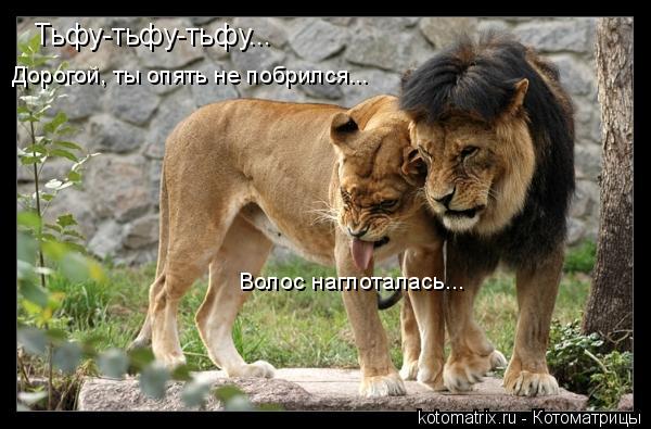 Тьфу-тьфу-тьфу... Дорогой, ты опять не побрился... Волос наглоталась...... Котоматрица: Тьфу-тьфу-тьфу... Дорогой, ты опять не побрился... Волос наглоталась...