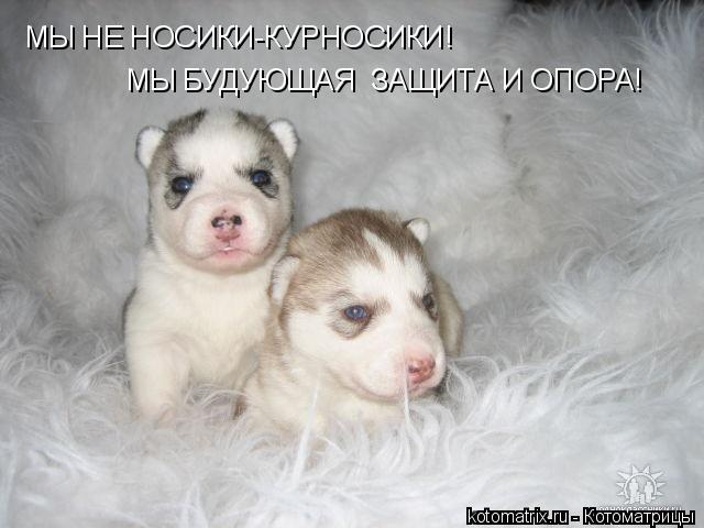 МЫ НЕ НОСИКИ-КУРНОСИКИ! МЫ БУДУЮЩАЯ ЗАЩИТА И ОПОРА!... Котоматрица: МЫ НЕ НОСИКИ-КУРНОСИКИ! МЫ БУДУЮЩАЯ ЗАЩИТА И ОПОРА!
