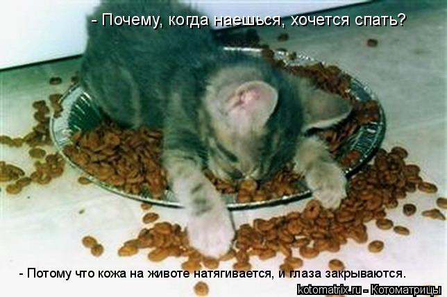 - Почему, когда наешься, хочется спать? - Потому что кожа на животе натягивается, и глаза закрываютс... Котоматрица: - Почему, когда наешься, хочется спать? - Потому что кожа на животе натягивается, и глаза закрываются.