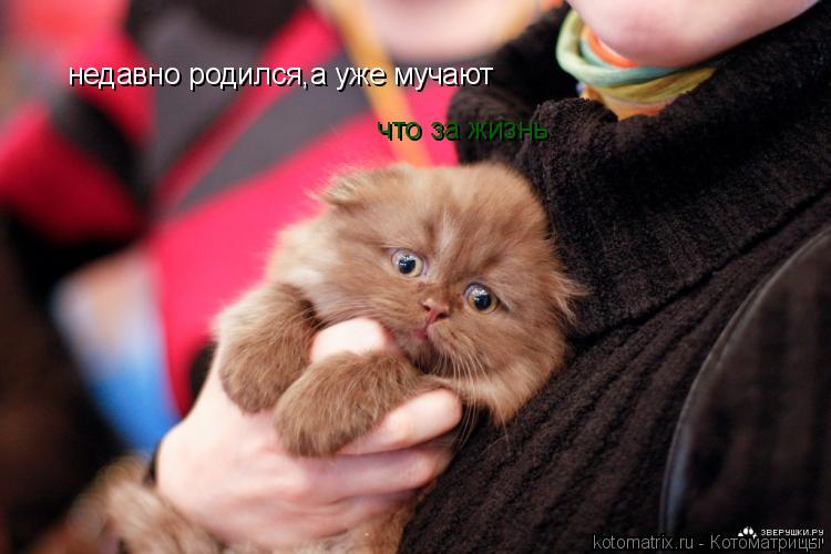 недавно родился,а уже мучают что за жизнь... Котоматрица: недавно родился,а уже мучают что за жизнь