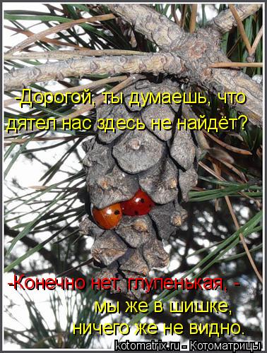 -Конечно нет, глупенькая, - мы же в шишке, ничего же не видно. дятел нас здесь не найдёт? -Дорогой, т... Котоматрица: -Конечно нет, глупенькая, - мы же в шишке, ничего же не видно. дятел нас здесь не найдёт? -Дорогой, ты думаешь, что