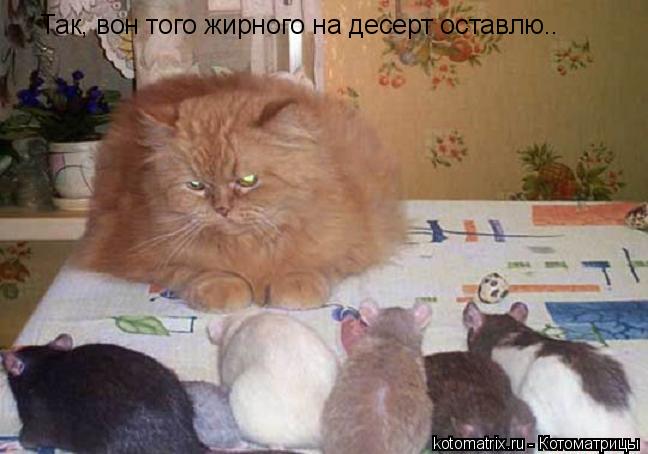 Так, вон того жирного на десерт оставлю..... Котоматрица: Так, вон того жирного на десерт оставлю..