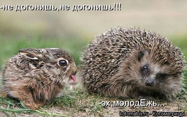 -не догонишь,не догонишь!!! -эх,молодЕжь...... Котоматрица: -не догонишь,не догонишь!!! -эх,молодЕжь...