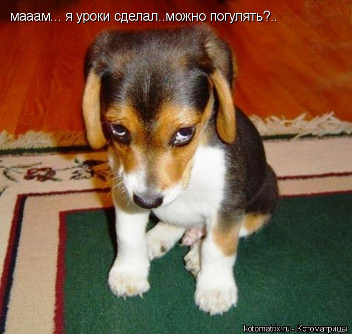 мааам... я уроки сделал..можно погулять?..... Котоматрица: мааам... я уроки сделал..можно погулять?..
