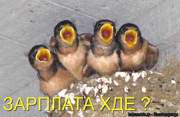 ЗАРПЛАТА ХДЕ ?... Котоматрица: ЗАРПЛАТА ХДЕ ?