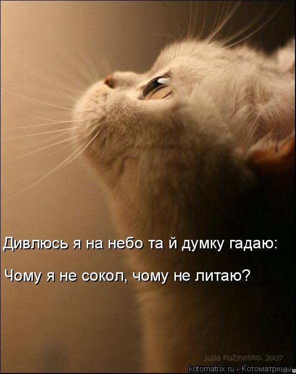 Дивлюсь я на небо та й думку гадаю: Чому я не сокол, чому не литаю?... Котоматрица: Дивлюсь я на небо та й думку гадаю: Чому я не сокол, чому не литаю?