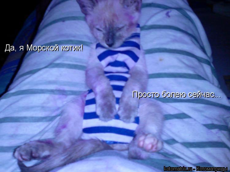 Да, я Морской котик! Просто болею сейчас...... Котоматрица: Да, я Морской котик! Просто болею сейчас...