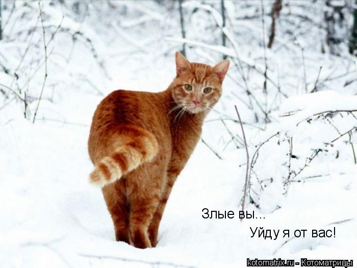 Злые вы... Уйду я от вас!... Котоматрица: Злые вы... Уйду я от вас!