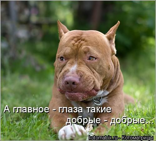 А главное - глаза такие добрые - добрые...... Котоматрица: А главное - глаза такие добрые - добрые...