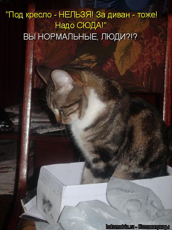 Надо СЮДА!" "Под кресло - НЕЛЬЗЯ! За диван - тоже! ВЫ НОРМАЛЬНЫЕ, ЛЮДИ?!?... Котоматрица: Надо СЮДА!" "Под кресло - НЕЛЬЗЯ! За диван - тоже! ВЫ НОРМАЛЬНЫЕ, ЛЮДИ?!?