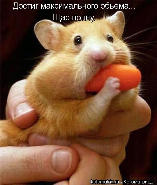 Достиг максимального обьема... Щас лопну.... Котоматрица: Достиг максимального обьема... Щас лопну.