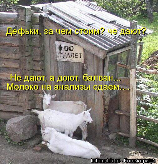 Котоматрица: Дефьки, за чем стоим? че дают? Дефьки, за чем стоим? че дают? Не дают, а доют, балван... Молоко на анализы сдаем....