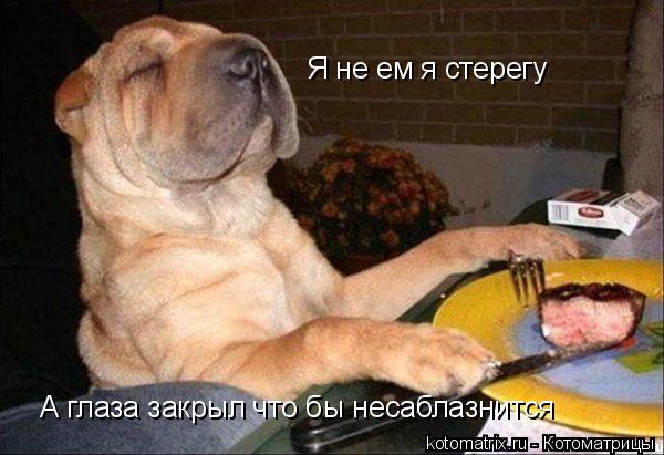 Я не ем я стерегу А глаза закрыл что бы несаблазнится... Котоматрица: Я не ем я стерегу А глаза закрыл что бы несаблазнится