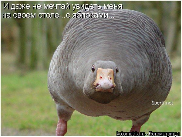 И даже не мечтай увидеть меня на своем столе...с яблоками...... Котоматрица: И даже не мечтай увидеть меня на своем столе...с яблоками...