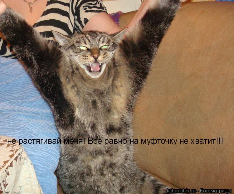 не растягивай меня! Все равно на муфточку не хватит!!!... Котоматрица: не растягивай меня! Все равно на муфточку не хватит!!!
