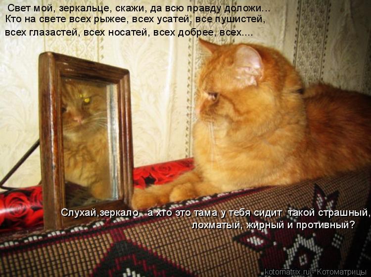 Свет мой, зеркальце, скажи, да всю правду доложи... Кто на свете всех рыжее, всех усатей, все пушисте... Котоматрица: Свет мой, зеркальце, скажи, да всю правду доложи... Кто на свете всех рыжее, всех усатей, все пушистей, всех глазастей, всех носатей, всех добр