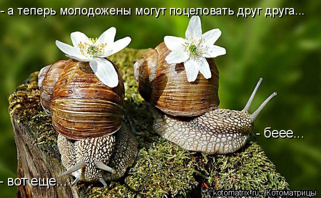 - а теперь молодожены могут поцеловать друг друга... - вот еще... - беее...... Котоматрица: - а теперь молодожены могут поцеловать друг друга... - вот еще... - беее...