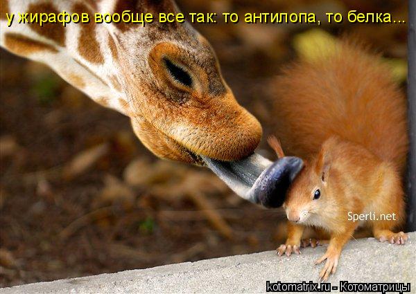у жирафов вообще все так: то антилопа, то белка...... Котоматрица: у жирафов вообще все так: то антилопа, то белка...