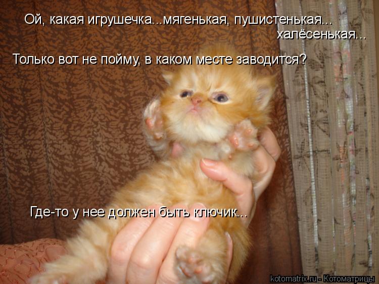 Ой, какая игрушечка...мягенькая, пушистенькая... Где-то у нее должен быть ключик... Только вот не пой... Котоматрица: Ой, какая игрушечка...мягенькая, пушистенькая... Где-то у нее должен быть ключик... Только вот не пойму, в каком месте заводится? халёсенькая...