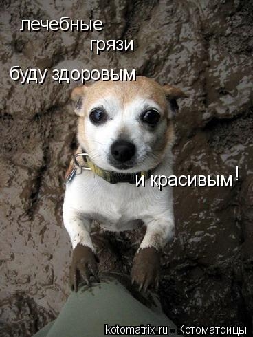 лечебные грязи буду здоровым и красивым !... Котоматрица: лечебные грязи буду здоровым и красивым !