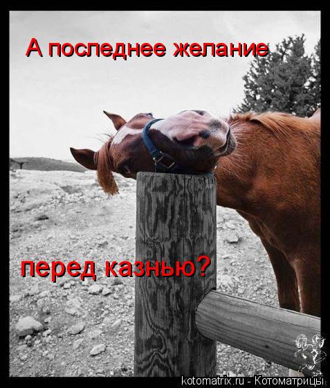 А последнее желание перед казнью?... Котоматрица: А последнее желание перед казнью?