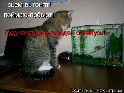 сьем-выгонят! поймаю-побьют! буду смотреть-голоден останусь!... Котоматрица: сьем-выгонят! поймаю-побьют! буду смотреть-голоден останусь!