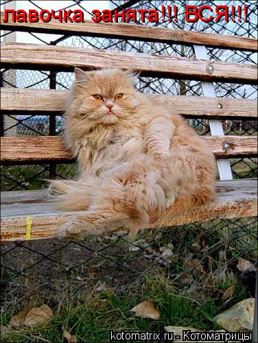 лавочка занята!!! ВСЯ!!!... Котоматрица: лавочка занята!!! ВСЯ!!!