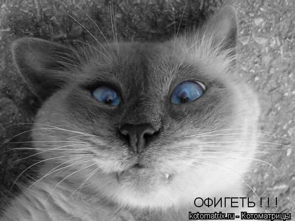 ОФИГЕТЬ ! ! !... Котоматрица: ОФИГЕТЬ ! ! !